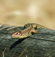 Lizard