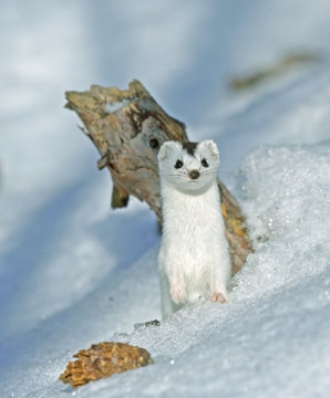 Fototapeta Weasel ( Mustela nivalis nivalis )