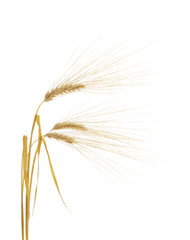 Barley seedheads isolated on white