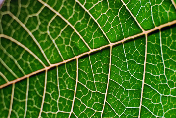 Green Leaf Closeup