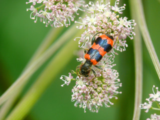 The bug sitting on a flower