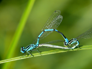 Love of dragonflies above a pond