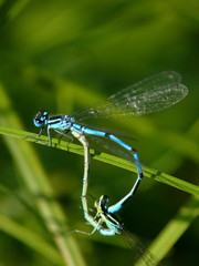 Love of dragonflies above a pond