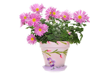 Flower in ceramic pot isolated on a white