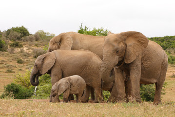 Fototapeta premium African Elephant family group of cows and calves 