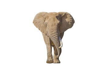 Fototapeta na wymiar African Elephant isolated on white with lots of copy-space