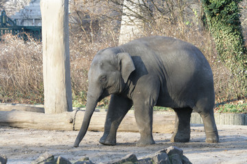Fototapeta na wymiar The small elephant in a zoo of Berlin