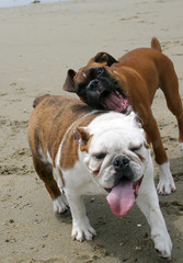 Obraz premium Bulldog and Boxer at the Beach 