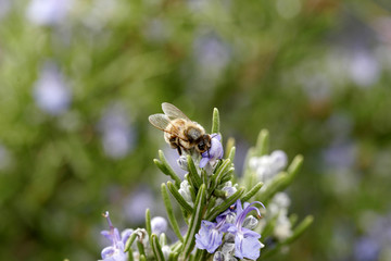 Bee gathering pollen