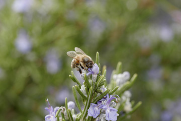 Bee gathering pollen