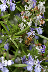 Bee gathering pollen