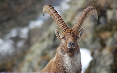 portrait de bouquetin