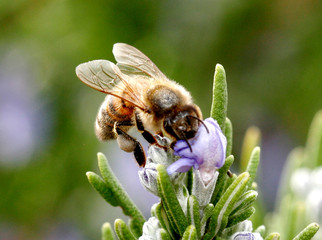 Bee gathering pollen