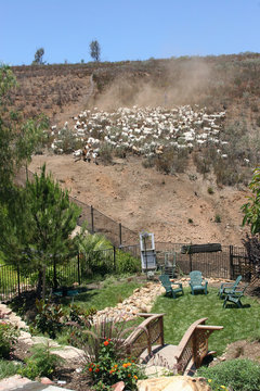 Goats clearing a hillside