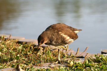 junges Teichhuhn