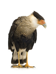 Southern Caracara (3 years) - Polyborus plancus
