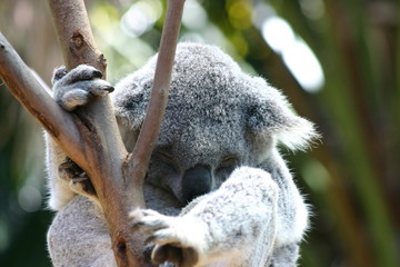 Sleeping Koala