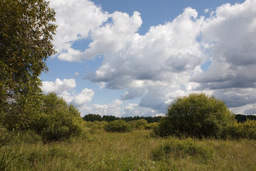 Abandoned natural meadows under summertime cloudy sky