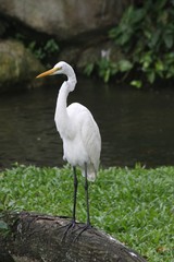 white heron