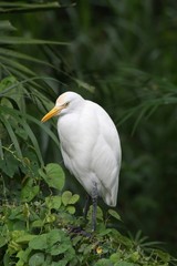 egret