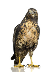 Young Black-chested Buzzard-eagle () - Geranoaetus melanoleucus