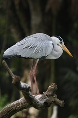 heron in tree