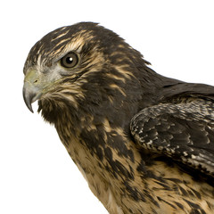 Young Black-chested Buzzard-eagle () - Geranoaetus melanoleucus