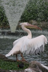white pelican