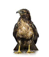 Young Black-chested Buzzard-eagle () - Geranoaetus melanoleucus
