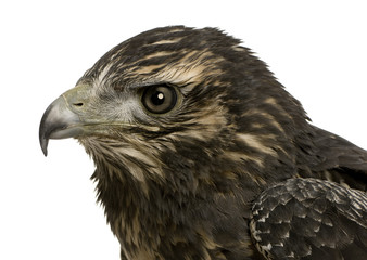 Young Black-chested Buzzard-eagle () - Geranoaetus melanoleucus