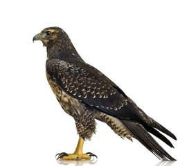 Young Black-chested Buzzard-eagle () - Geranoaetus melanoleucus