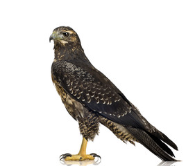 Young Black-chested Buzzard-eagle () - Geranoaetus melanoleucus