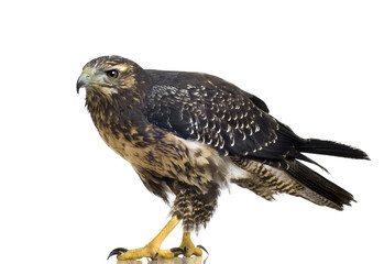 Young Black-chested Buzzard-eagle () - Geranoaetus melanoleucus