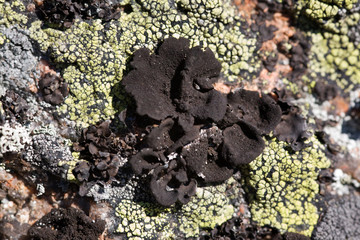 Rock with a green and black lichen