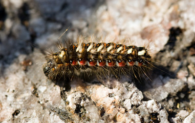 Caterpillar on a rock in the summer