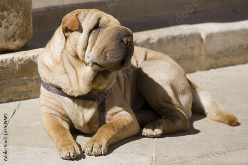 Chien Avec Bourrelet Jmb09 Napanonprofits