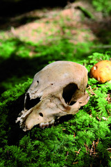 Obraz premium Totenkopf