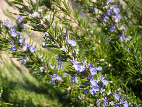 Fototapeta flowering rosemary