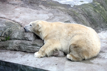 Polar bear 