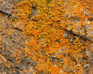 Wandaufkleber gelbe und orangefarbene Flechten wachsen auf einem Felsen in der Antarktis © lfstewart