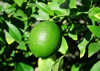 a lime still growing on the tree.