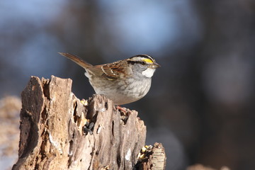 White-throated Sparrow