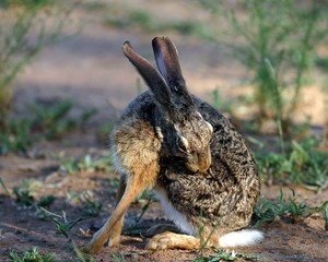 Scrub Hare (Lepus saxatilis)