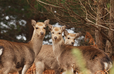 Curious Trio