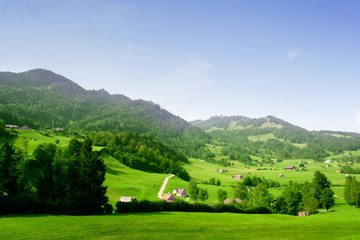 Summer landscape of young green forest with bright blue sky