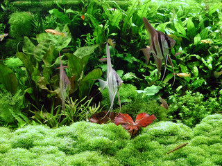 Scalare im Pflanzenaquarium