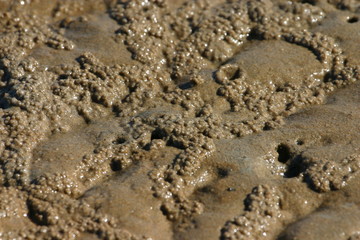 mud flat
