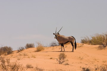 Gemsbok (Oryx gazella) 