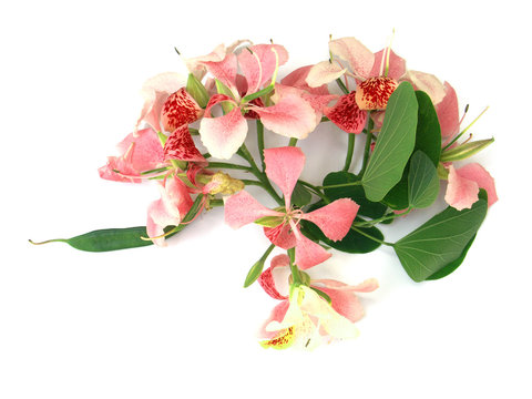 Bouquet De Bauhinia