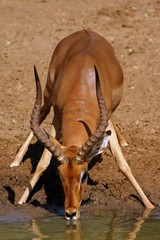 Impala Ram (Aepyceros melampus)